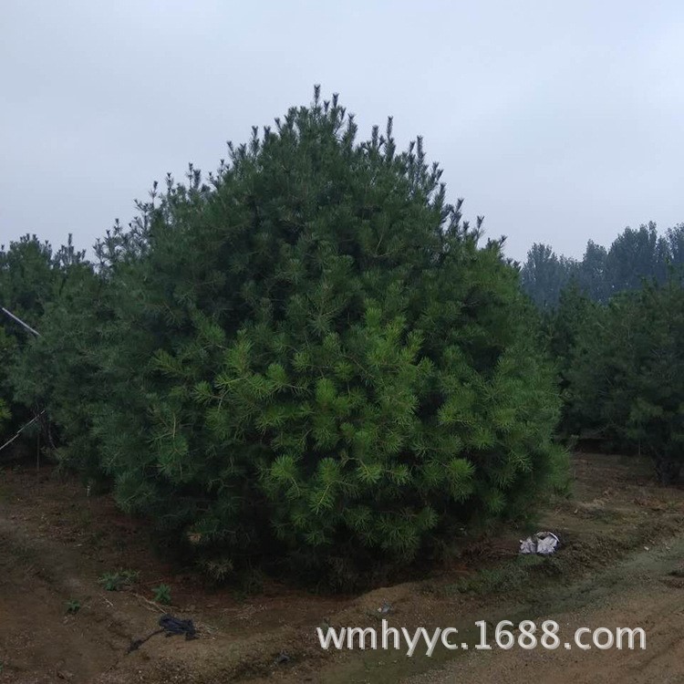 育苗基地培育白皮松 工程用3-4米白皮松 樹形飽滿 規(guī)格易成活