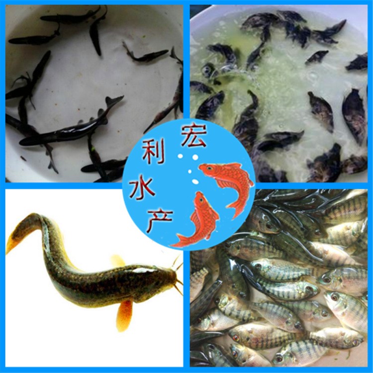 魚苗基地批發(fā)  泥鰍苗 供應(yīng)鴨嘴魚苗 桂花魚苗 泥鰍魚苗 羅非魚苗