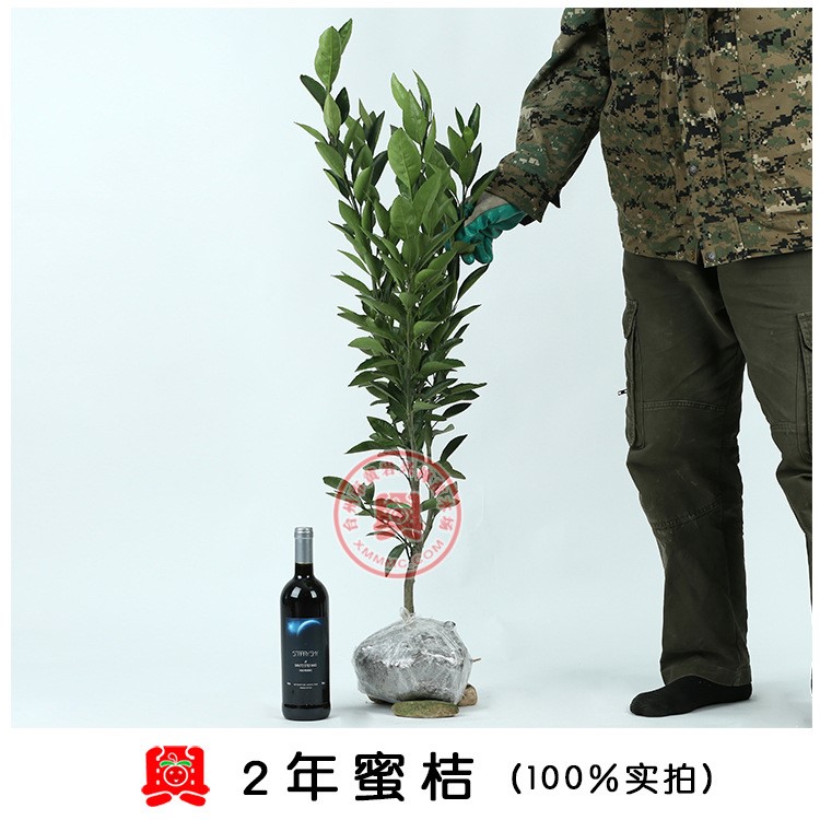 2年生嫁接黃巖蜜橘蜜桔果樹(shù)苗木庭院地栽綠化植物盆栽盆景