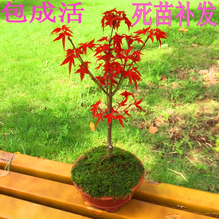 嫁接日本紅楓樹苗盆栽 盆景 美國紅楓苗木 庭院種植綠化花卉植物