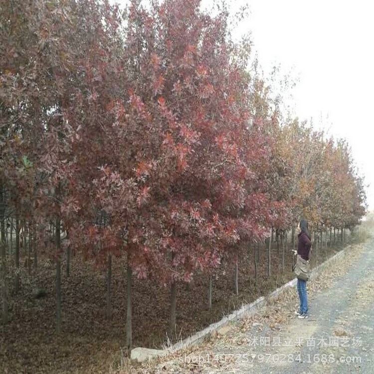 供應(yīng)苗木北美紅橡樹新品種歐洲紅櫟變色好生長(zhǎng)快質(zhì)優(yōu)價(jià)廉、