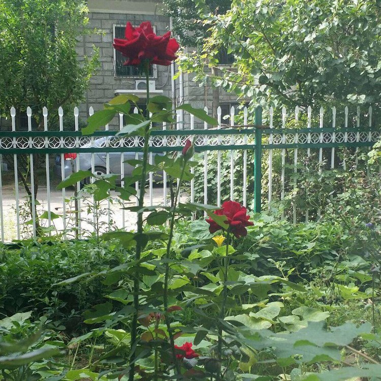 重慶廠家鋅鋼鐵藝護欄 道路鋅鋼隔離護欄網 小區陽臺別墅園林柵欄