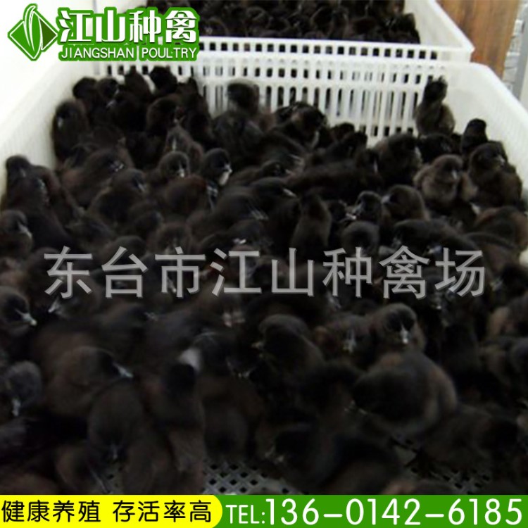 長(zhǎng)期供應(yīng)批發(fā)自養(yǎng)高存活率黑鳳雞雞苗 品質(zhì) 歡迎詢(xún)價(jià)