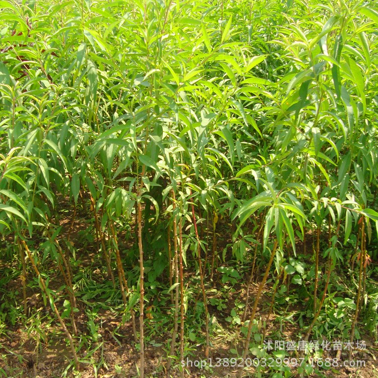 拆遷占地用果樹(shù)苗 青桃苗 毛桃樹(shù)苗 嫁接用桃樹(shù)苗 嫁接砧木批發(fā)