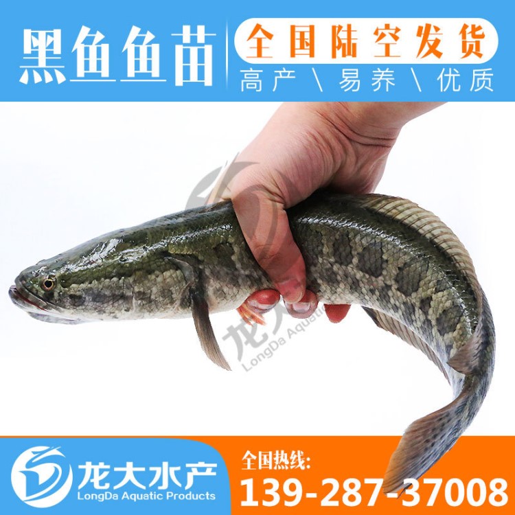 【銷售】大量供應黑魚魚苗 生魚苗 烏魚苗