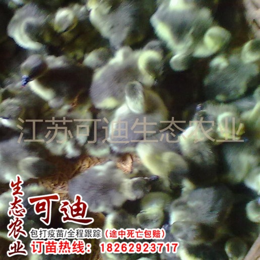 銷售獅頭鵝苗 大白鵝 皖西白鵝 浙東白鵝 象山鵝 泰州白鵝 大種鵝