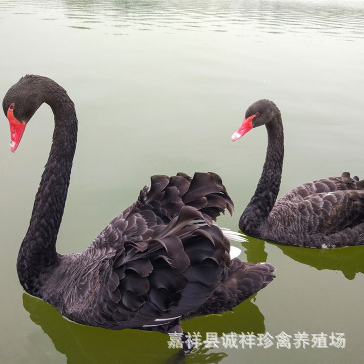 養(yǎng)殖珍禽黑天鵝活體價(jià)格 黑天鵝種鵝 黑天鵝苗 珍珠雞