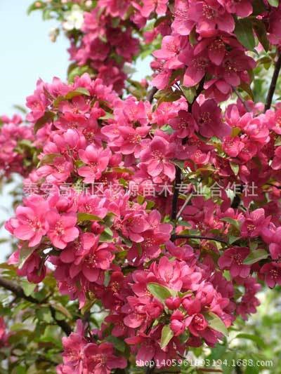 大量北美海棠出售 絢麗珠穆朗瑪亞當(dāng)凱爾斯 品種繁多歡迎預(yù)定