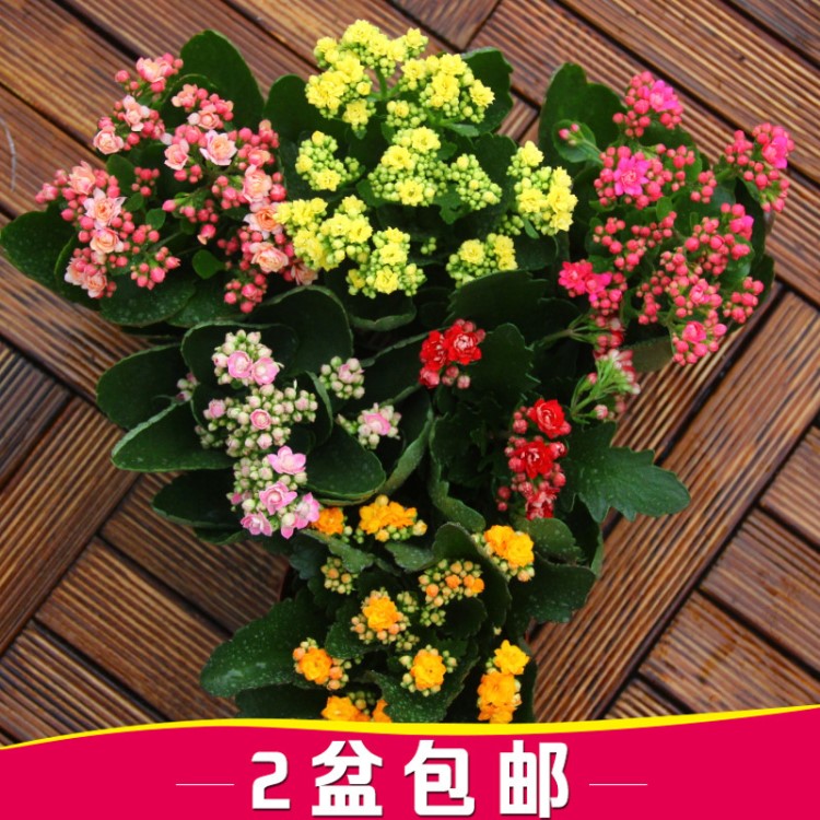 長壽花盆栽花苗室內(nèi)陽臺桌面四季重瓣長壽花苗花卉植物開花四季