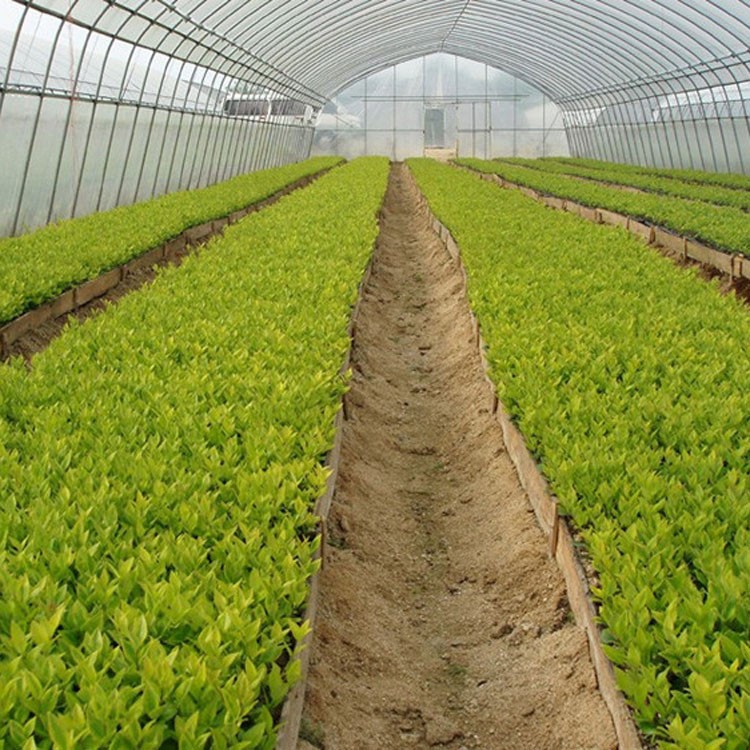 基地供應(yīng)金葉女貞苗 園林綠化地被植物 庭院綠籬色塊金葉女貞小苗