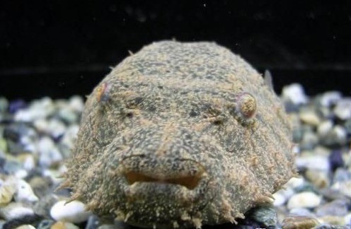 毛毛狗头鱼湄公河鲀i型野生淡水观赏鱼
