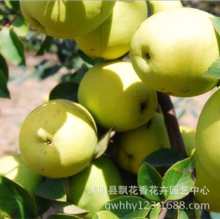 果苗 木瓜苗 木瓜樹苗 鎮(zhèn)宅之寶 氣味芳香 南方北方種植庭院種植