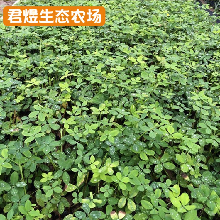 供應(yīng)花生騰苗木 田里種綠化花生藤苗 遍地黃金 庭院市政公園綠化