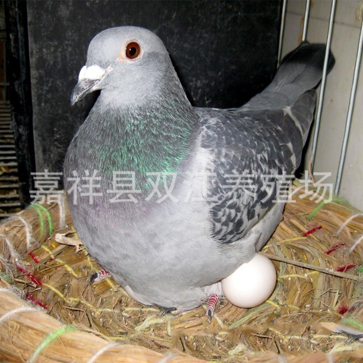 大公斤鴿元寶鴿養(yǎng)殖 公斤鴿價格 肉鴿種鴿 大量供應