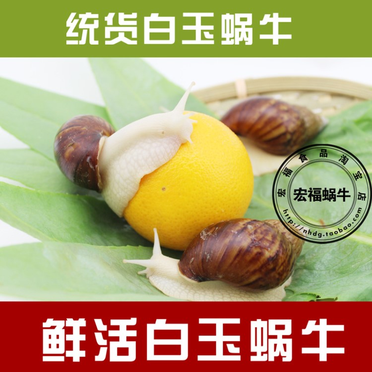 大號 白玉蝸牛批發(fā) 殼長7cm以上  浙江嘉興 水產(chǎn)市場 貨源穩(wěn)定