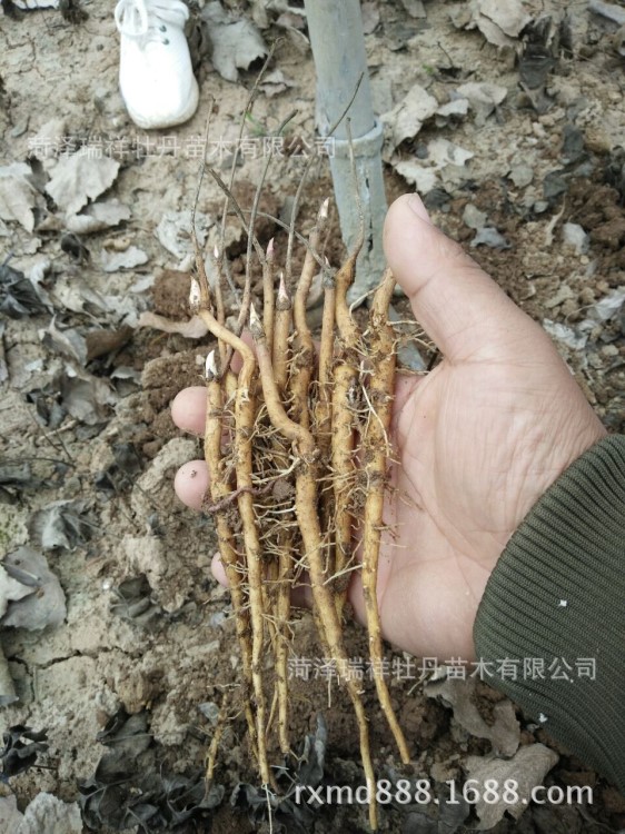 牡丹苗木牡丹花种批发 基地油用牡丹种苗观赏植物