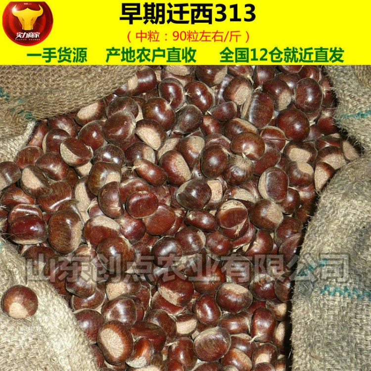 头茬早期迁西313 生鲜板栗批发糖炒栗子专用油栗野生毛栗子 中粒