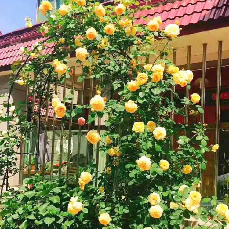 藤本月季花薔薇玫瑰濃香型花苗庭院爬藤植物花卉盆栽四季開花綠植