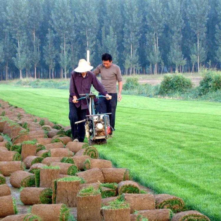 基地批发高羊茅草坪、别墅屋顶绿化专用草皮、草毯、欢迎询价