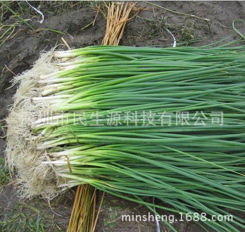 蔬菜苗批發 多年生大蔥分蔥苗 四季蔥 分蔥 成活率高可自己分栽