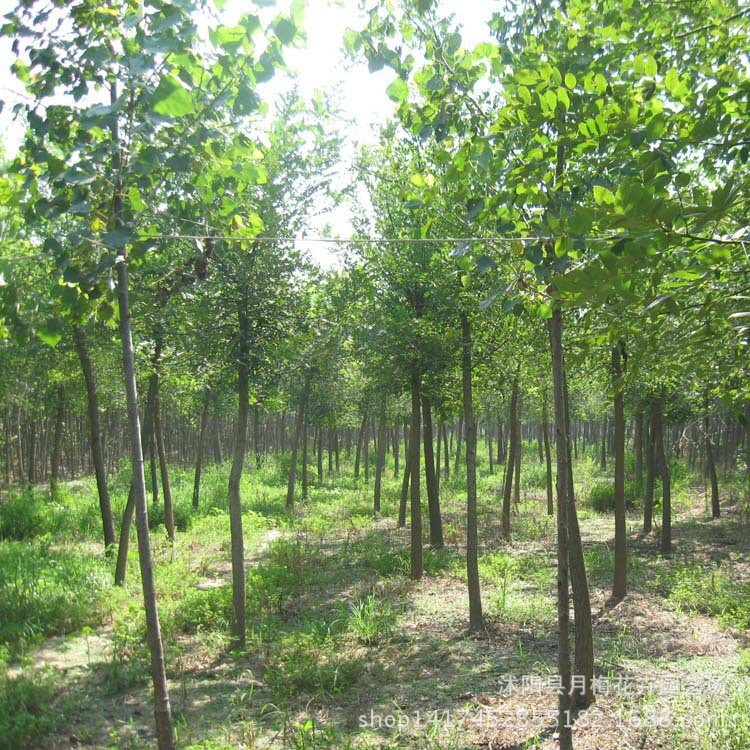 基地批發(fā)白蠟小苗 白蠟樹苗 常綠行道樹 速生白蠟樹苗價格