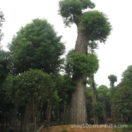 實(shí)地考察風(fēng)景樹 樹木盆景 大規(guī)格綠化苗木