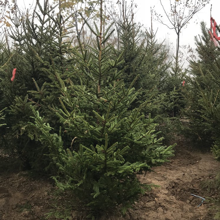 苗圃直销圣诞树苗挪威云杉树 四季常青绿化工程苗圣诞节装饰树苗