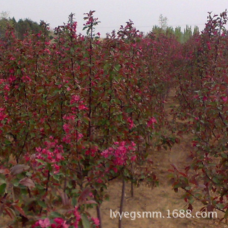 批發(fā)海棠苗高原之火海棠 海棠樹苗自產(chǎn)自銷 庭院栽植 北美海棠