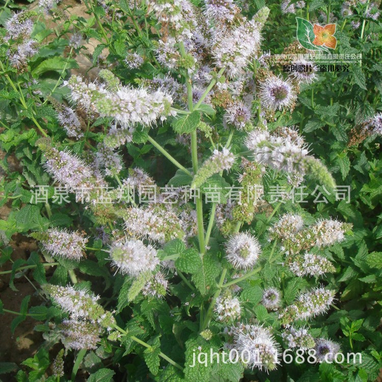 厂家直销 花卉种子 芳香植物  香蜂花  香蜂草种子批发 香料种子