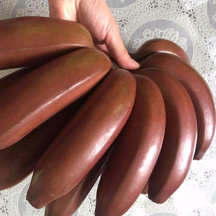 福建特產紅皮香蕉 美人蕉新鮮水果火龍蕉非小米蕉5斤一件代發食品