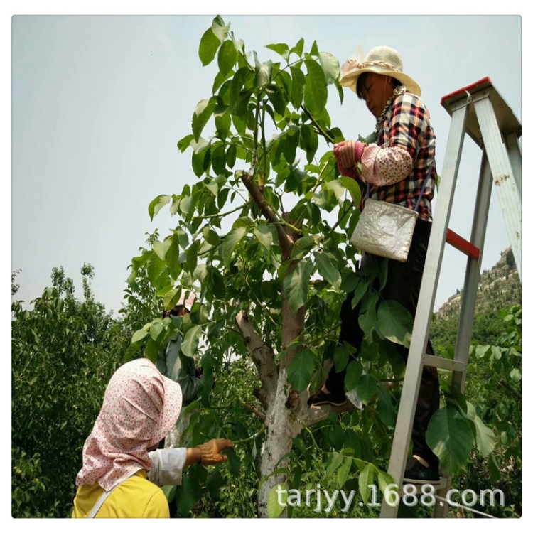 山西核桃苗木基地  核桃树苗批发 嫁接薄皮核桃树苗价格 常年批发