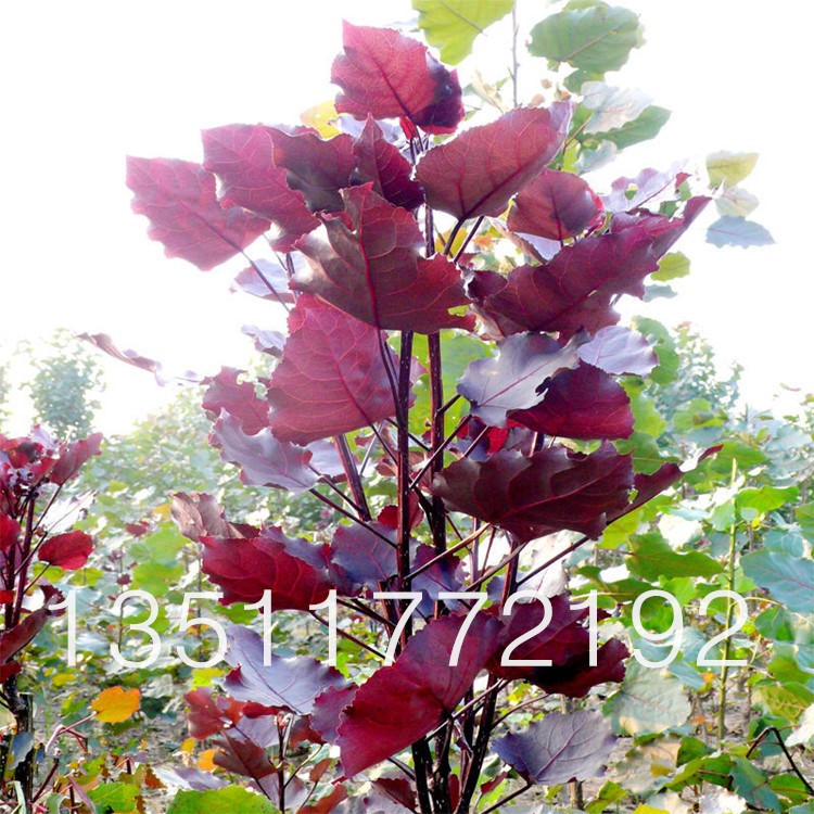 批發全紅楊小苗綠化美觀的全紅楊樹 規格 適合綠化帶地區