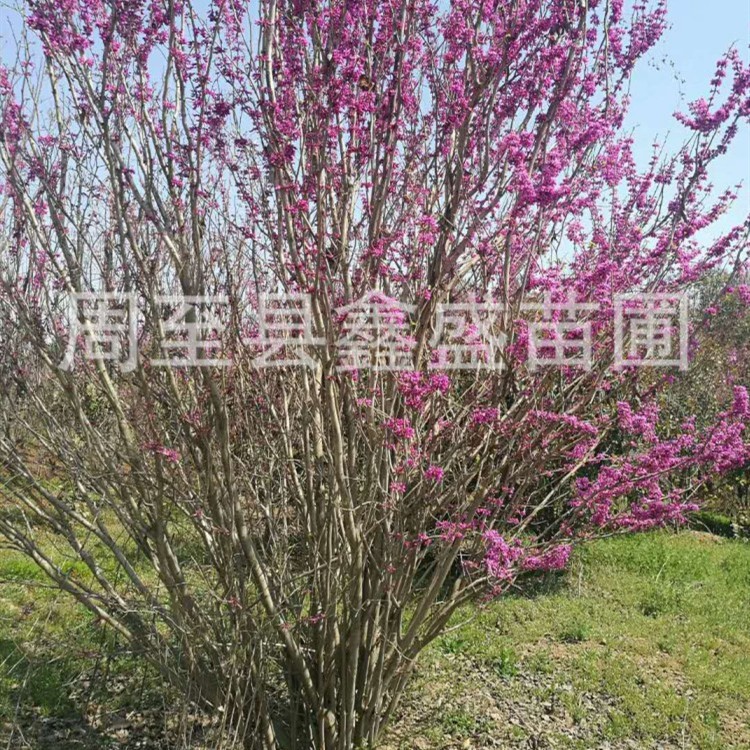 陜西苗木基地直銷紫荊/滿條紅 綠化風景樹叢生紫荊