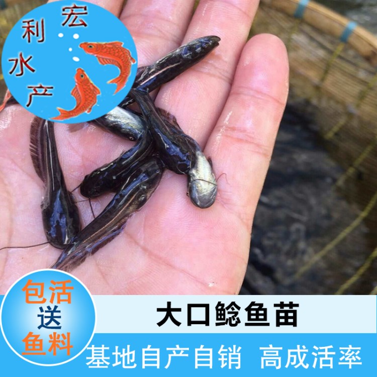 【低價(jià)批發(fā)】水產(chǎn)養(yǎng)殖鯰魚苗 大口鯰 雜交大口鯰 鲇魚苗