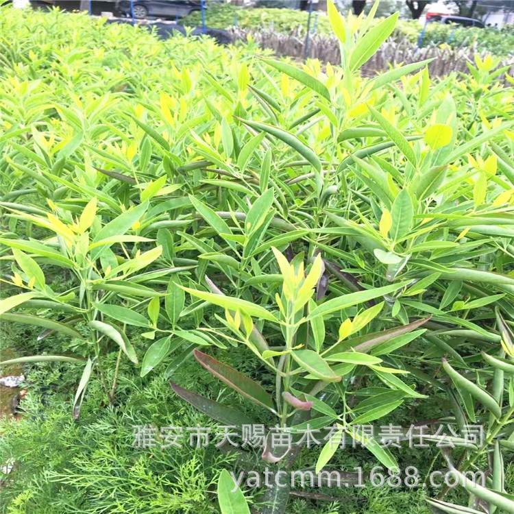 基地批發(fā)印度檀香樹苗配寄生植物鳳凰木紅豆樹寄生草招財神樹