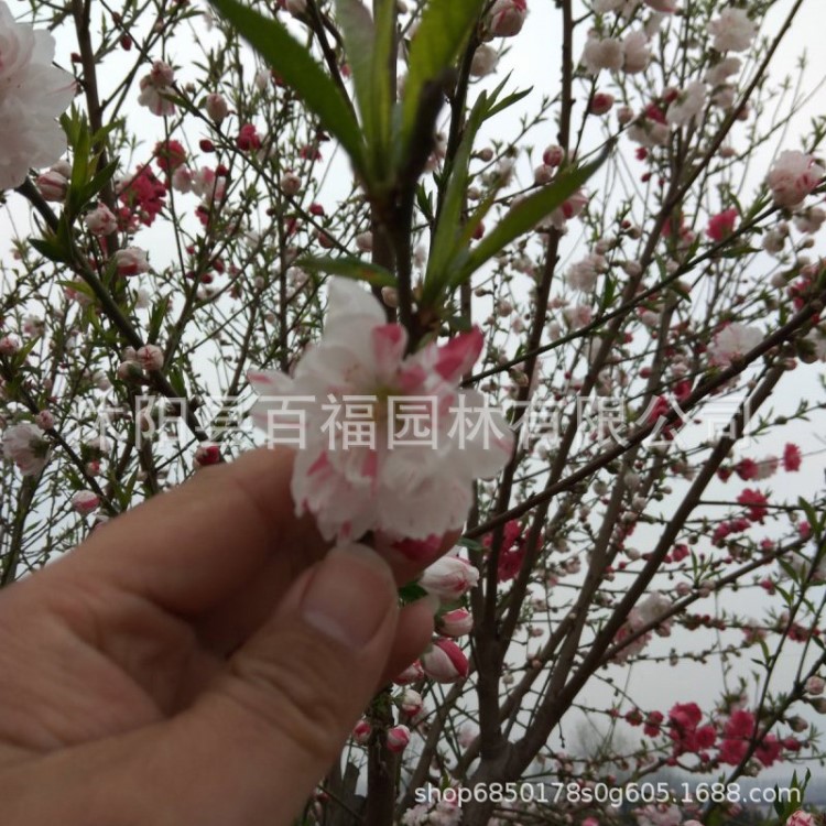 五色碧桃精品樹供應 苗圃直銷 批發(fā)價格 觀花綠化植物