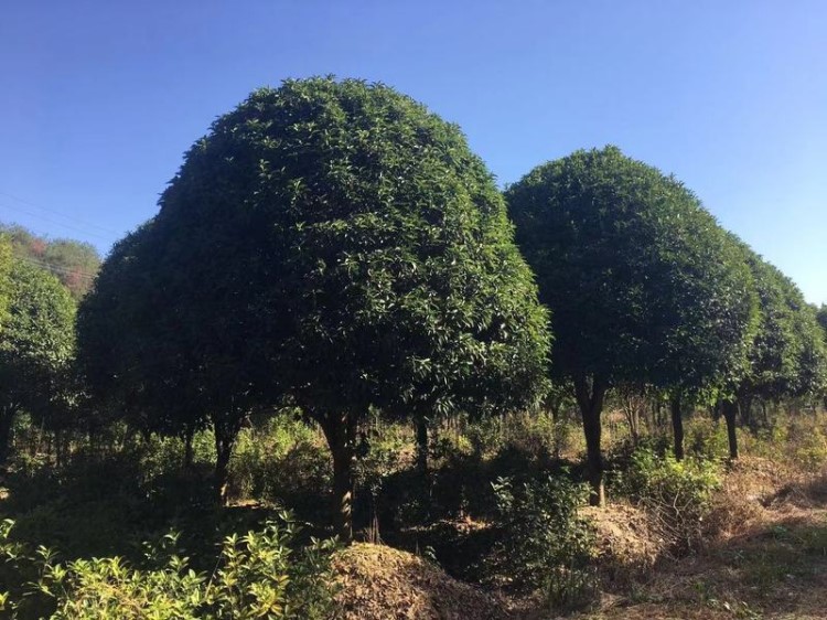 桂花樹大樹景觀綠化帶花樹庭院別墅室外植物金桂丹桂四季桂濃香型