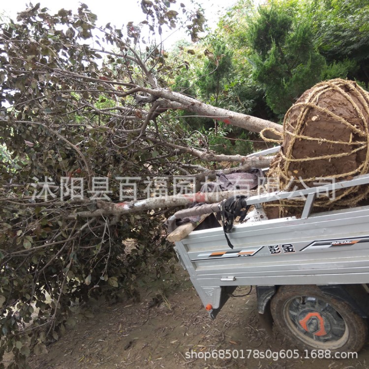 紅寶石海棠樹(shù) 苗圃直銷 產(chǎn)地批發(fā)價(jià)格 城市綠化彩色樹(shù)種