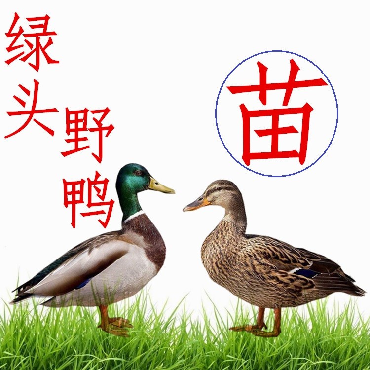 綠頭野鴨苗水鴨苗，廠家批發(fā)價(jià)格野鴨苗全國運(yùn)送，質(zhì)量保障