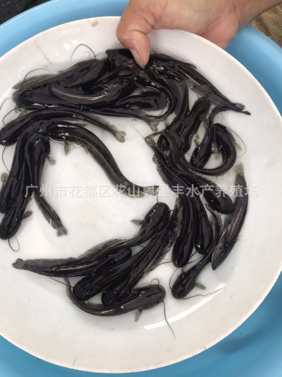 廣東淡水魚苗養(yǎng)殖 胡子鯰魚苗批發(fā)  鯰魚苗供應(yīng)