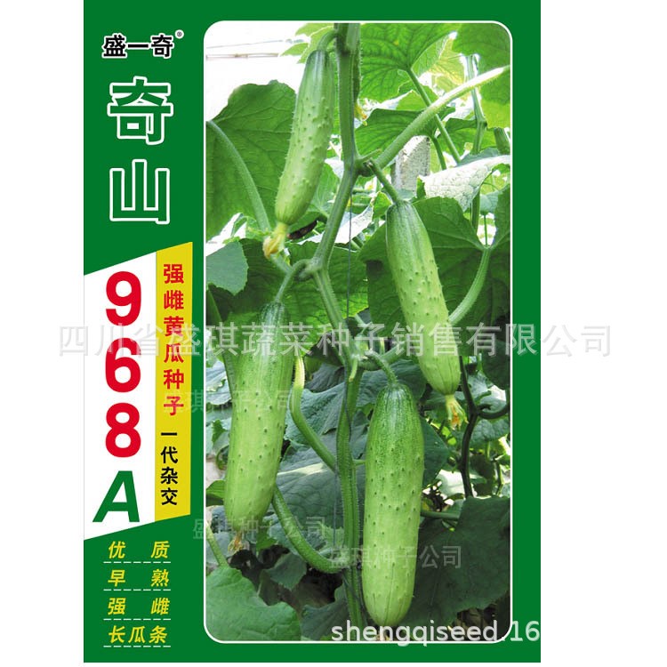 強(qiáng)雌黃瓜 春秋栽培 蔬菜基地種植 蔬菜種子蔬菜黃瓜 蔬菜種苗