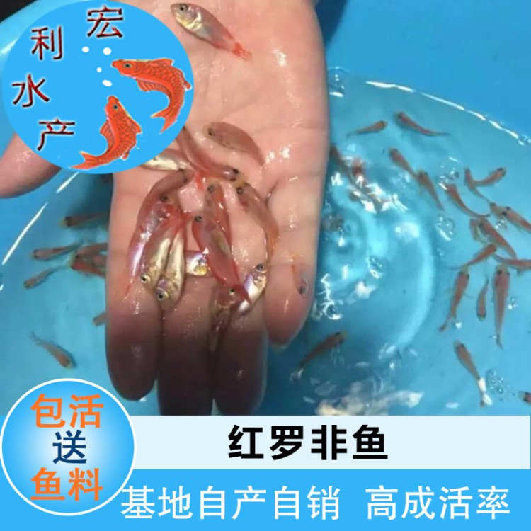 【銷售】大量出售各種規(guī)格紅羅非魚苗 彩虹鯛魚苗養(yǎng)殖