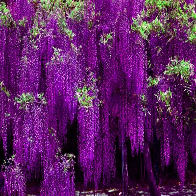 多花紫藤蘿花苗樹苗爬藤凌霄花樹苗屋頂盆栽花園圍墻庭院攀援植物