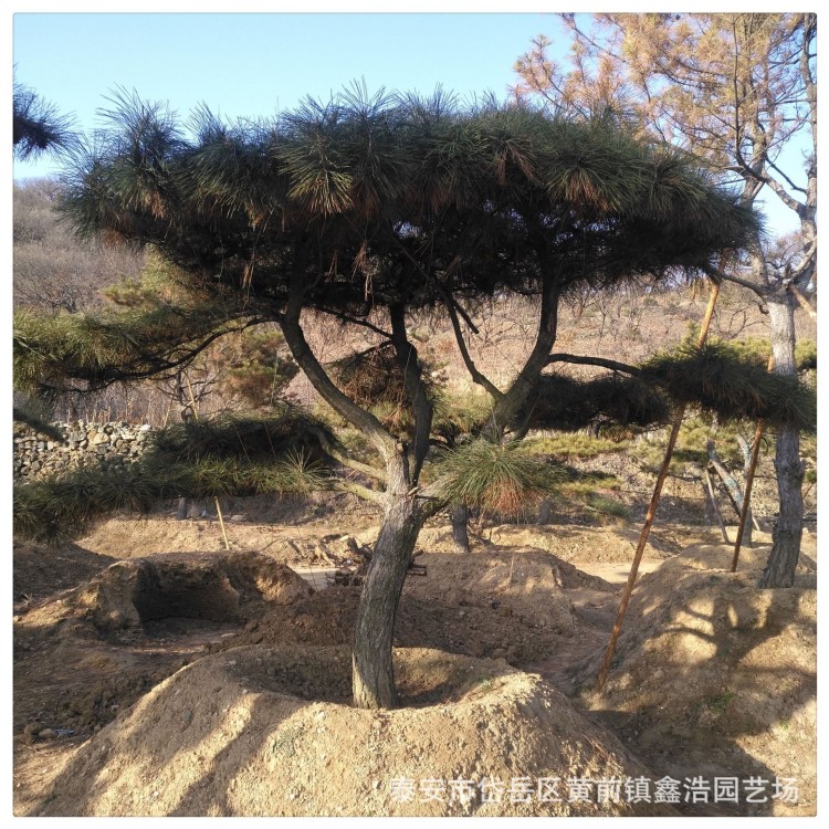 多層次造型 多年管養(yǎng) 現(xiàn)場看樹 高3米 造型油松 基地油松