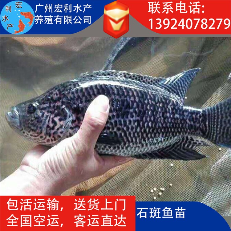 【低價(jià)批發(fā)】淡水石斑魚苗 老虎斑魚苗 雜交黑魚苗 班魚苗 生魚苗