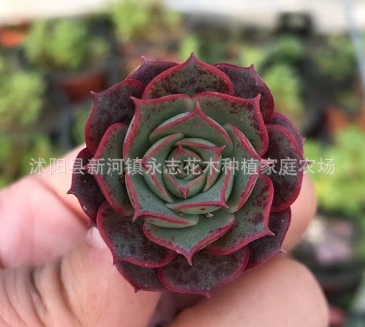 羅西瑪多肉2-3cm單頭有根 羅西瑪珍貴品種 羅西瑪
