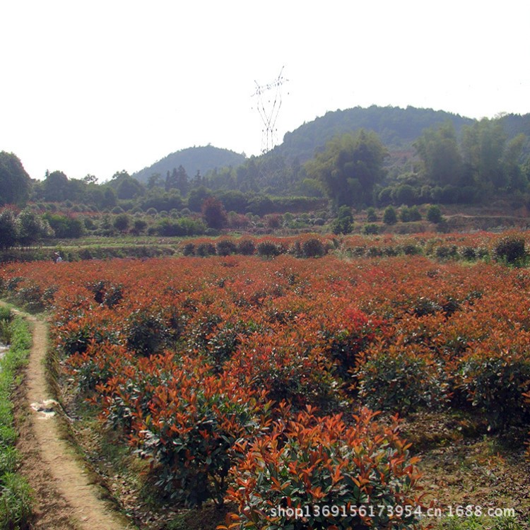 批發(fā)紅葉石楠 湖南高桿紅葉石楠 顏色艷紅紅羅賓 請(qǐng)咨詢興德