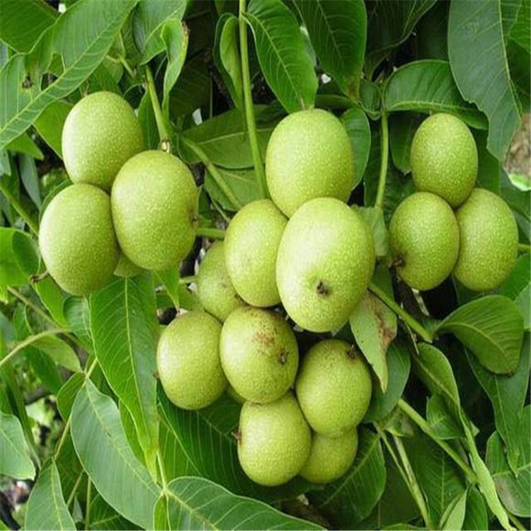 出售香玲薄皮青皮核桃 香玲青核桃 果仁飽滿清香 現(xiàn)貨充足￥