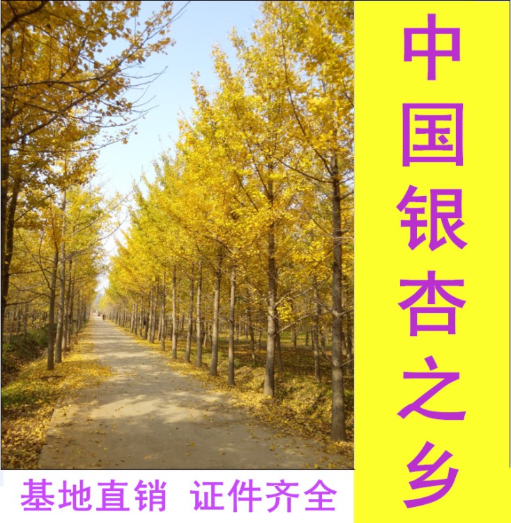 中國銀杏之鄉-6-80公分銀杏樹 基地直銷 證件