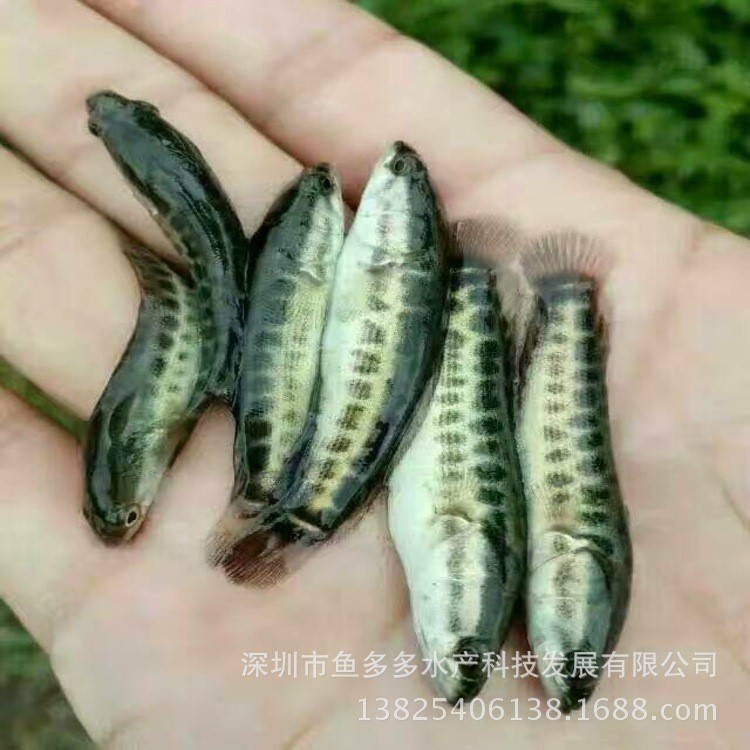 生魚苗寸苗 黑魚苗 烏魚苗 雜交黑魚苗 財魚苗 本地斑魚苗